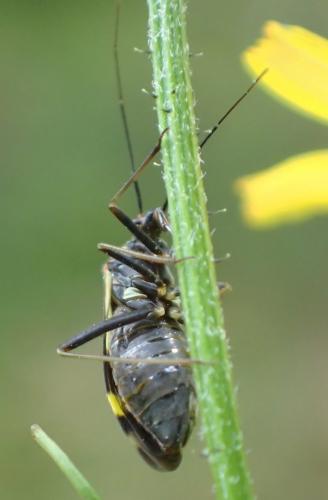 Réf. 207 935 : Grypocoris sexguttatus